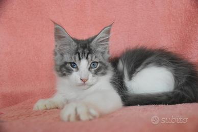 Cucciolo Maine coon dagli occhi blu