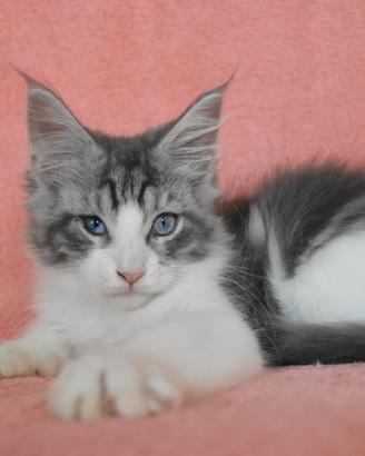 Cucciolo Maine coon dagli occhi blu