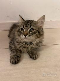 Gattino tipo Siberinao ipoallergenico