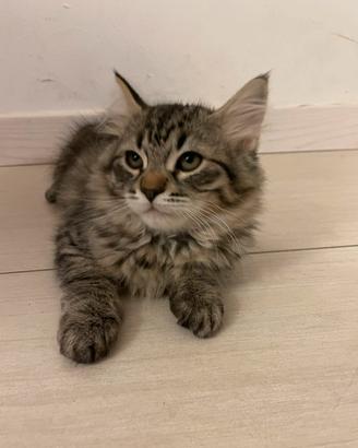 Gattino tipo Siberinao ipoallergenico