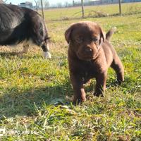 Cuccioli labrador retriever