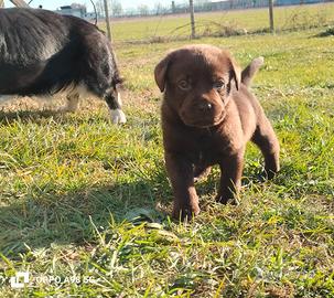 Cuccioli labrador retriever