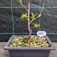 Bonsai di Prunus Mume Rosea Plena 122