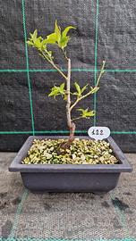Bonsai di Prunus Mume Rosea Plena 122