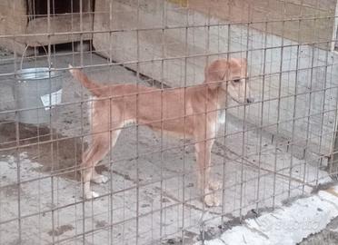 Cane da cinghiale
