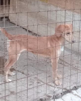 Cane da cinghiale