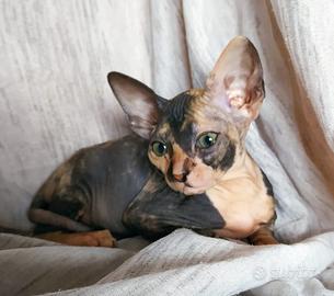 Gattina don sphynx gomma(consegna)