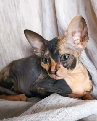 Gattina don sphynx gomma(consegna)