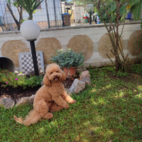 Barboncino maschio per monta