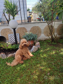 Barboncino maschio per monta