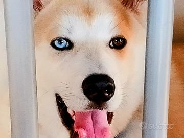 Husky 4 mesi e mezzo
