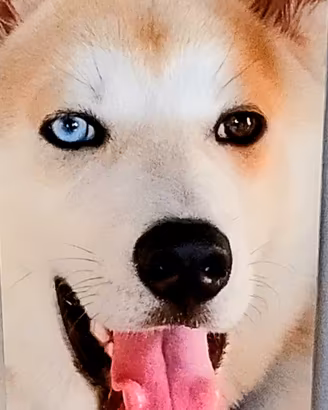 Husky 4 mesi e mezzo