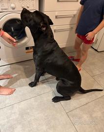 Cane da monta