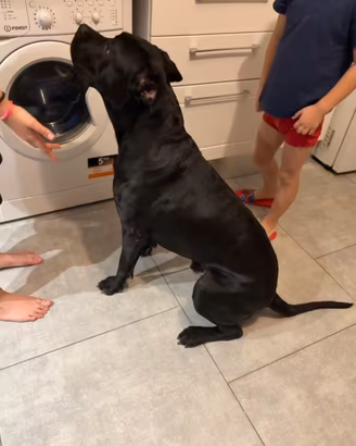 Cane da monta