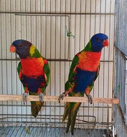 Lory femmina