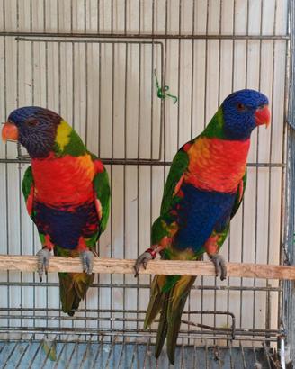 Lory femmina