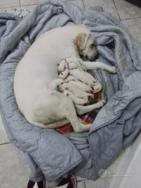 Disponibili labrador retriver