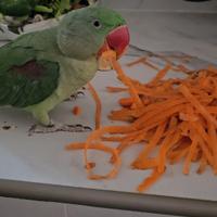 Pappagallo