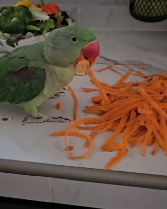 Pappagallo