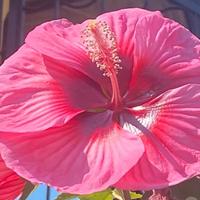 Semi e piantine di Hibiscus