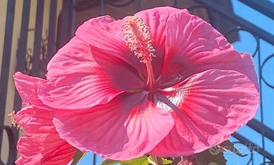 Semi e piantine di Hibiscus