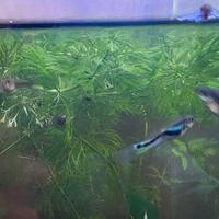 Guppy e corydoras