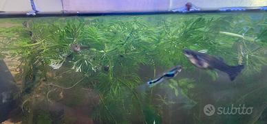Guppy e corydoras