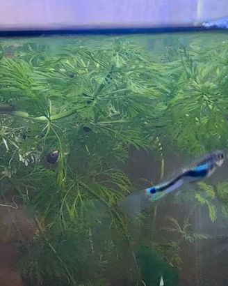 Guppy e corydoras