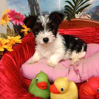 Sono Yorkshire Biewer Terrier Disponibili