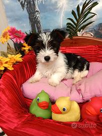Sono Yorkshire Biewer Terrier Disponibili