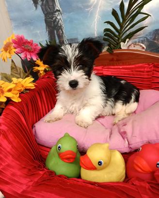 Sono Yorkshire Biewer Terrier Disponibili