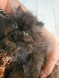 Gatto persiano cucciolo ipertipico
