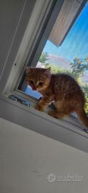 British Shorthair maschio con pedigree