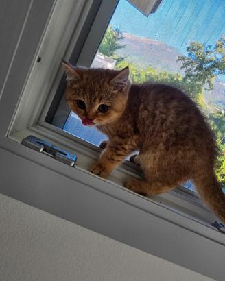 British Shorthair maschio con pedigree