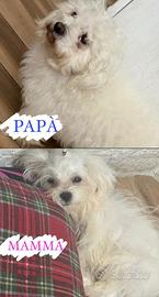 Cuccioli di maltipoo