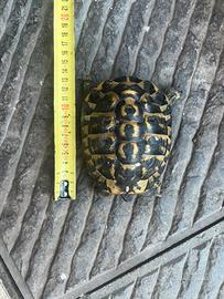 Tartaruga maschio di terra