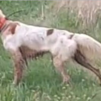 Setter Inglese maschio di 20 mesi