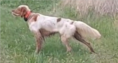 Setter Inglese maschio di 20 mesi