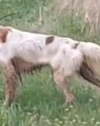 Setter Inglese maschio di 20 mesi