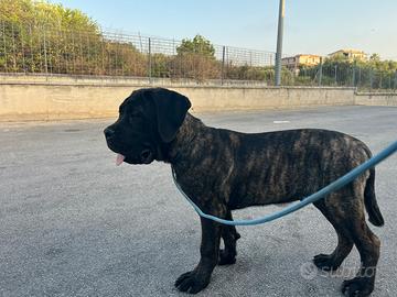Cucciolo cane corso