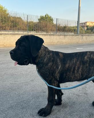 Cucciolo cane corso