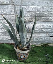agave americana blu 