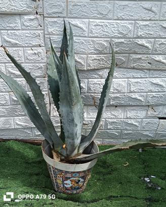 agave americana blu 