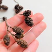 50 pignette di ontano per acquario 