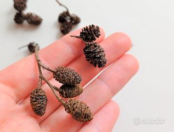 50 pignette di ontano per acquario 