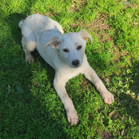 Cuccioli taglia medio grande