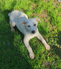 Cuccioli taglia medio grande