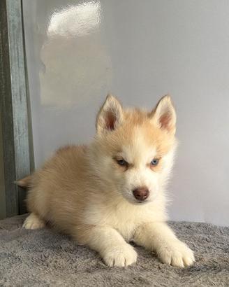 Siberian Husky con pedigree enci