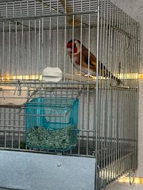 Coppia cardellini mayor