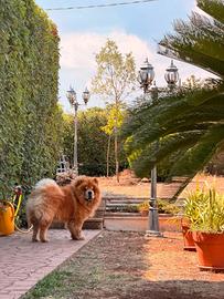 Cuccioli chow